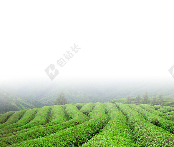 清新茶田背景素材
