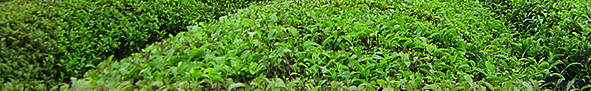 清新茶田背景素材