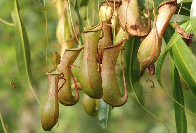 猪笼草 NEPENTHACEAE 食肉植物 投手 陷阱