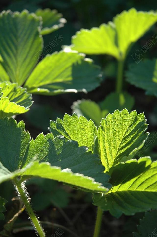 草莓 叶 叶子 自然 绿色 光 春 植物 自然背景