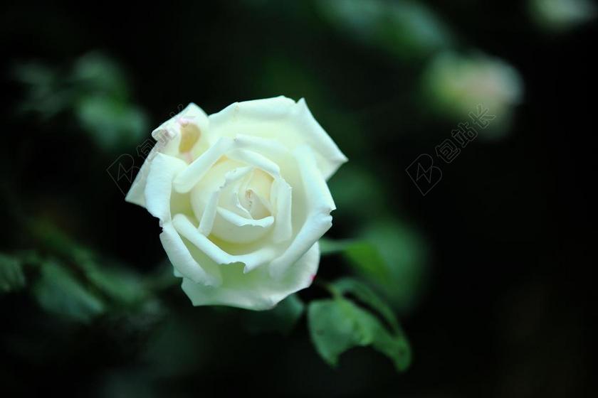 白绿植物清新绿叶中的白玫瑰玫瑰植物鲜花背景图片