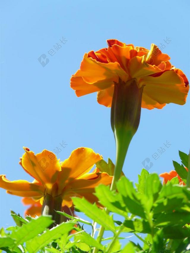 万寿菊 金盏花 开花 花 土耳其 死花 夏花 阳台上的花