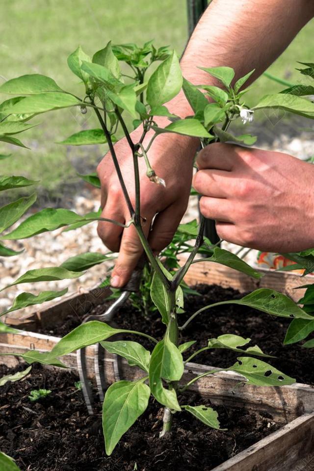 园艺简单草地上土壤中正在种植物园艺爱好家背景图片