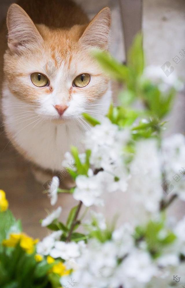 猫 最喜欢 春天 樱花 白色的花瓣 性质 鲜花 房子 动物