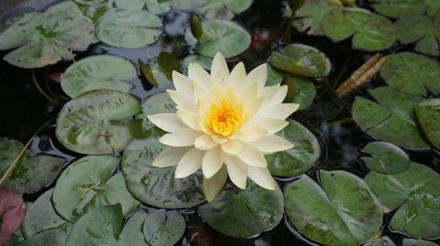 莲花 鲜花 水生植物 水百合 大自然 紫色的花朵 植物园 池塘
