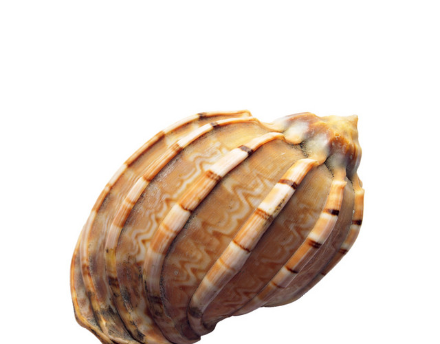 海螺免抠素材