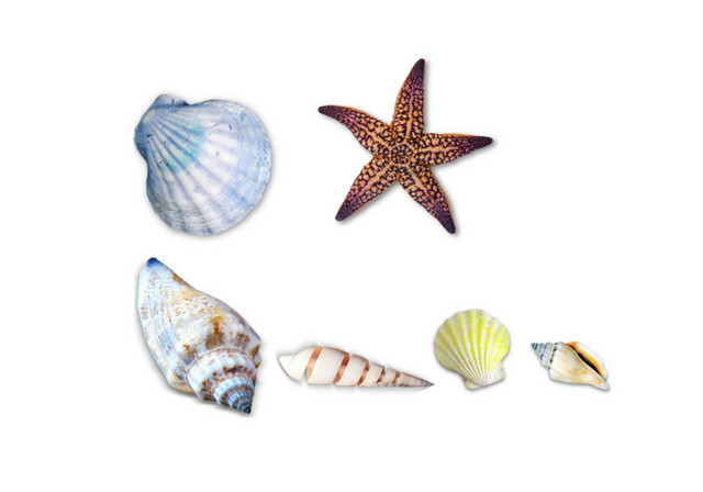 贝壳海星海螺免抠素材
