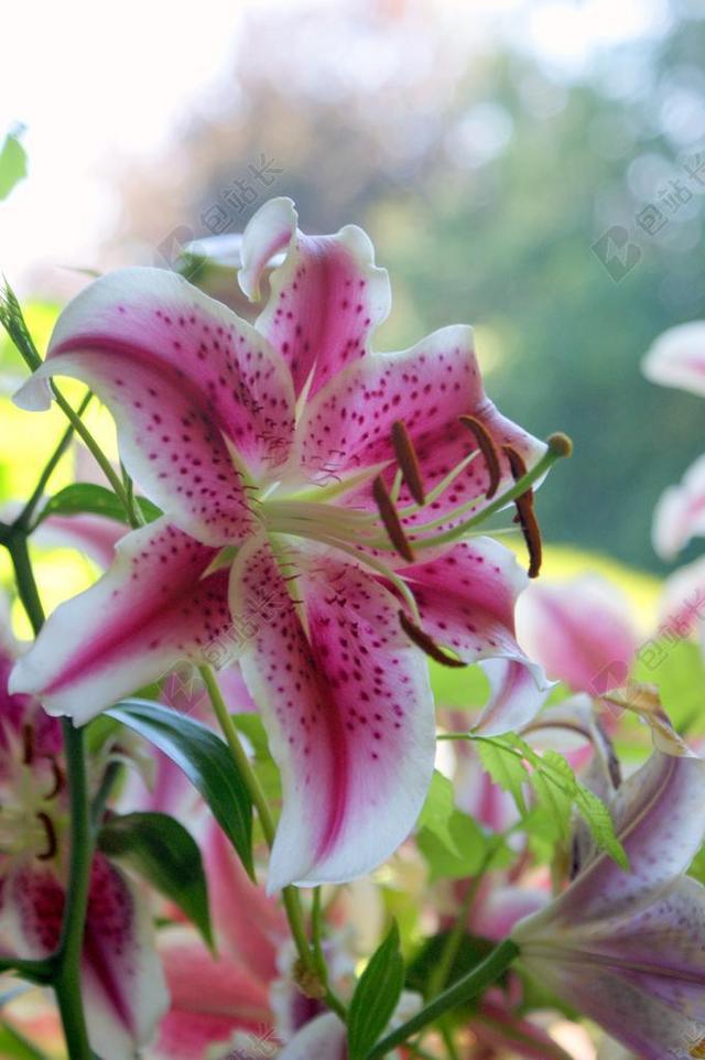 粉色植物唯美绽放的粉色百合背景图片