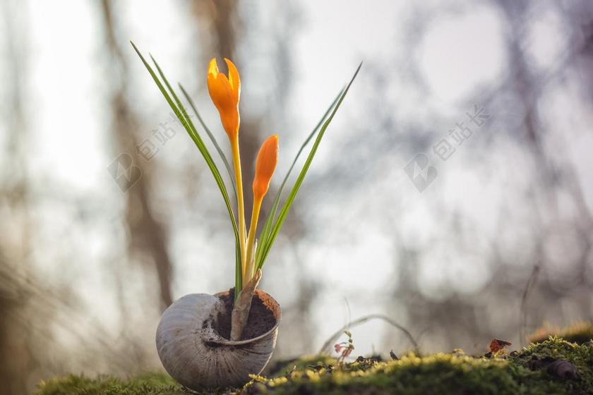 特写 摄影 自然 白 关闭 颜色 春 照片 工作室 黑