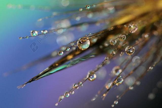 露珠 特写 露水 自然 上午 植物 草 水