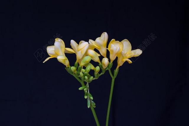 鲜花 黄色的花朵 鸢尾科 黄色小苍兰 很无聊