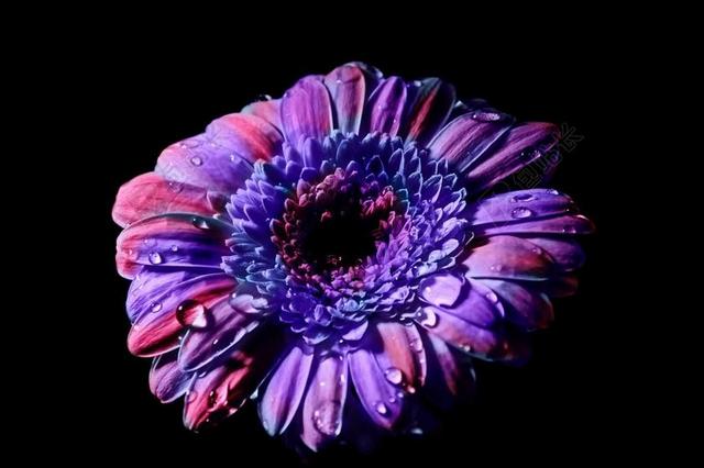花 开花 非洲菊 花瓣 关闭 厂 紫 宏 露水 复合材料