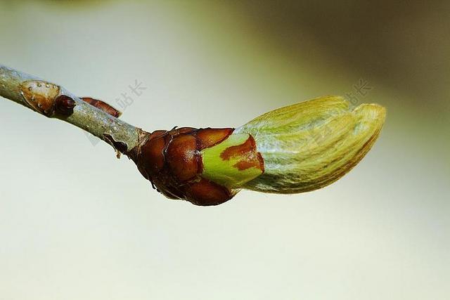 芽 春天 关闭 树 性质 科