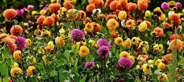 娇琴纱 大丽花 秋季 菊科 花花园 观赏花 大丽花花园 开花