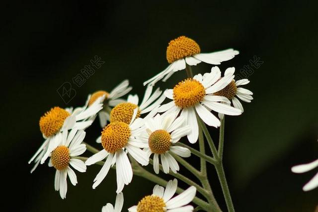 白 鲜花 背景 雏菊 花的 夏天 花园 自然 户外 植物