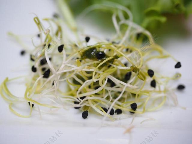 苜蓿芽 苗 豆芽沙拉 健康 美味 美食 营养 食品 首次置业