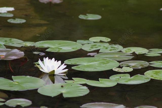 水 垫 百合 自然 花 池 湖 植物 花园 绿色 水百合
