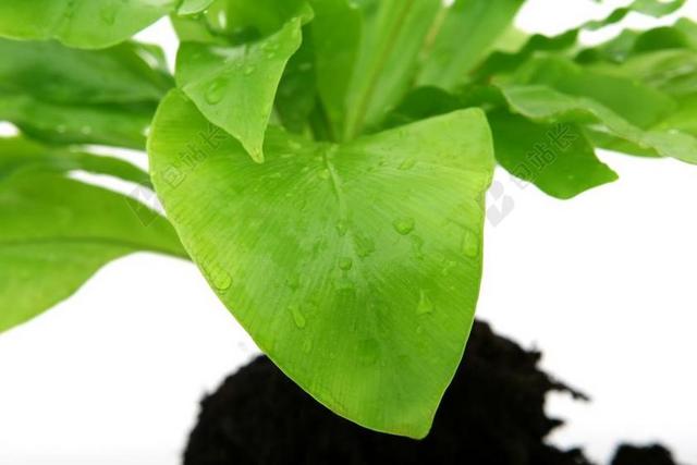 绿色植物清新沾满水珠的叶子植物绿叶水珠背景图片