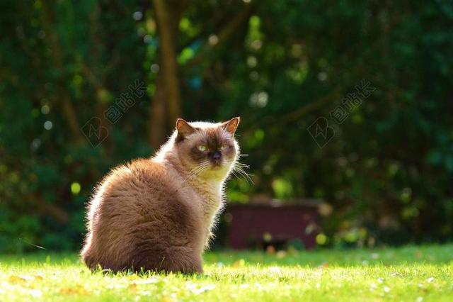 猫 英国短毛猫 MIEZE 蓝色的眼睛 纯种 亲爱 甜 米色