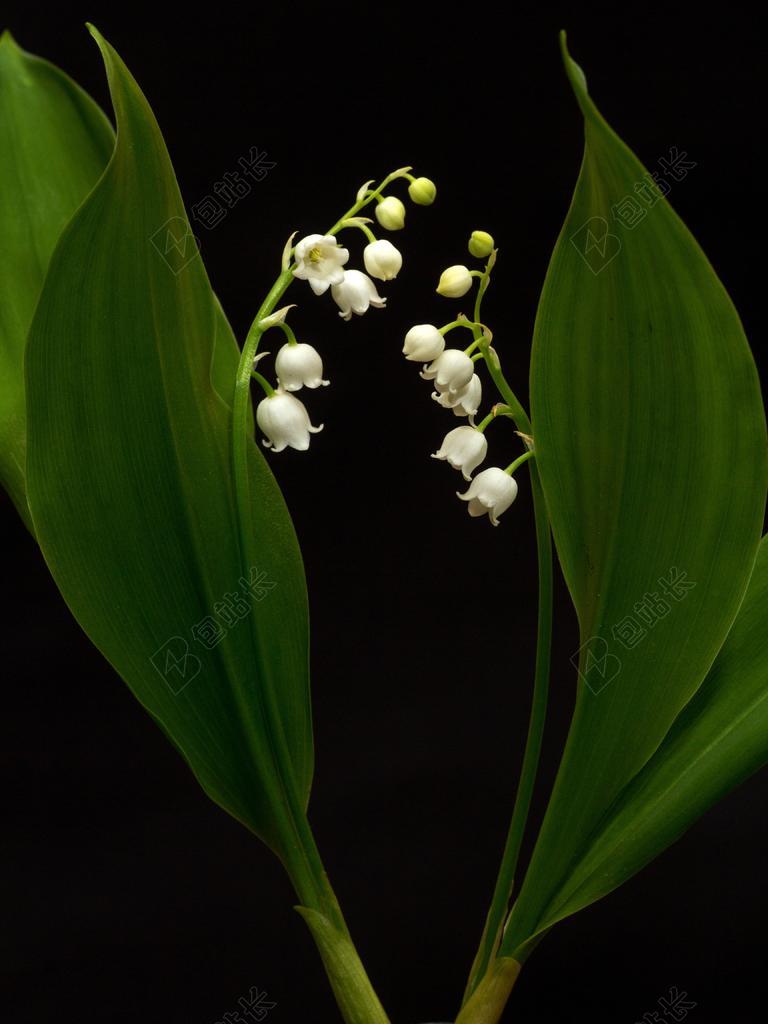 铃兰 CONVALLARIA MAJALIS 春天 白 钟 花