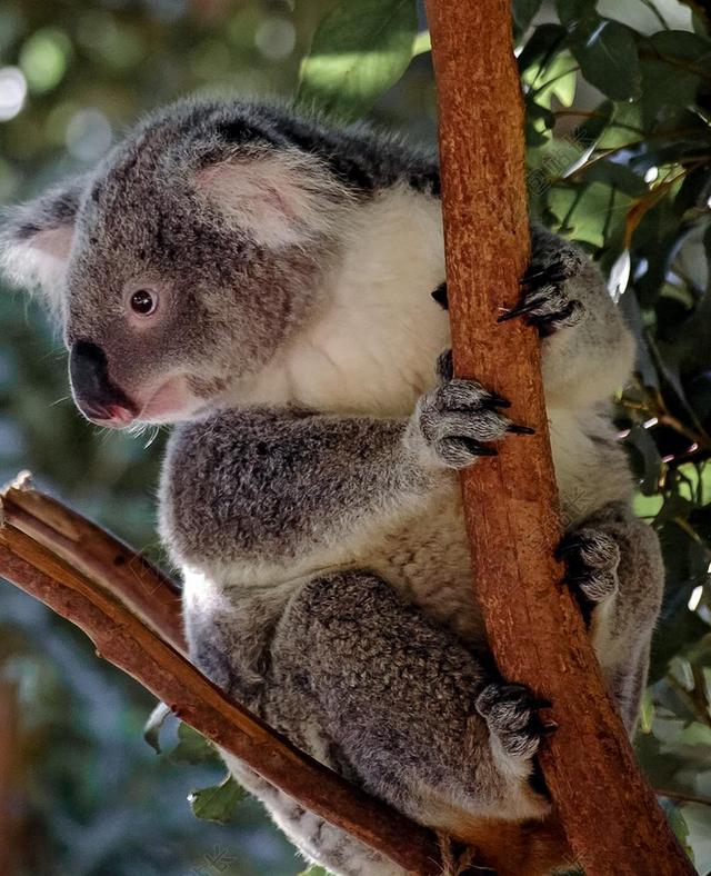 动物可爱站在树枝上的考拉考拉动物背景图片