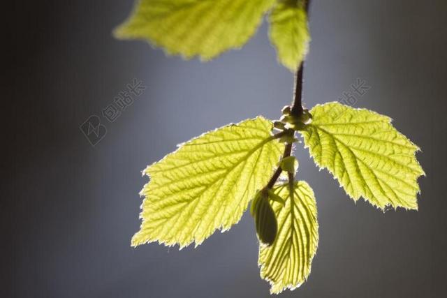叶子 年轻 芽 弗里施 春天 楞次 之一 四季 觉醒 性质
