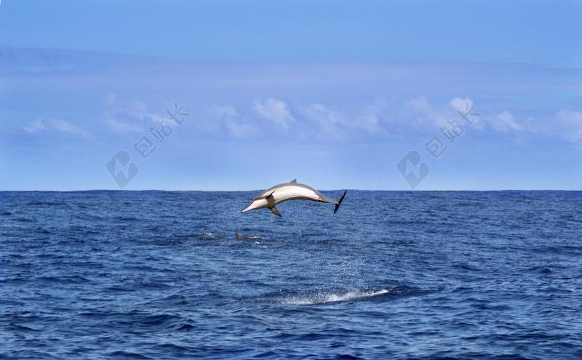 海豚 海 印度洋 动物 性质 天空 蓝色 留尼旺岛