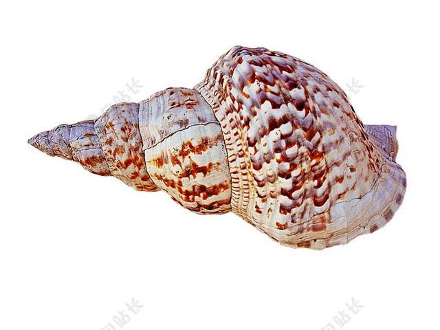 海螺 玛丽娜 CHARONIA 锦缎