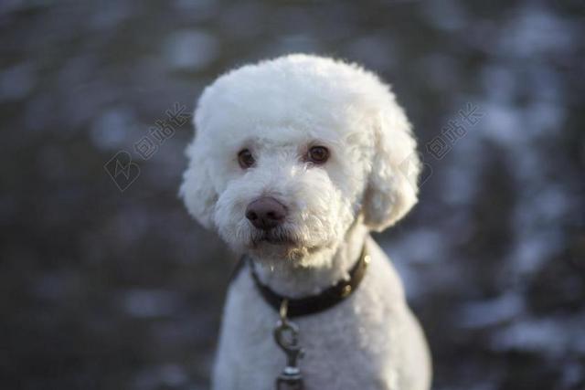 白色动物可爱小狗背景图片