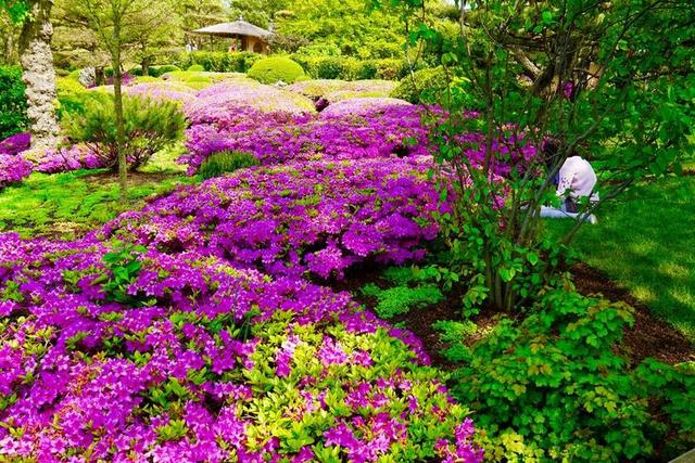 植物园 日本花园 景观 杜鹃 粉红色 鲜花 花园 公园 自然