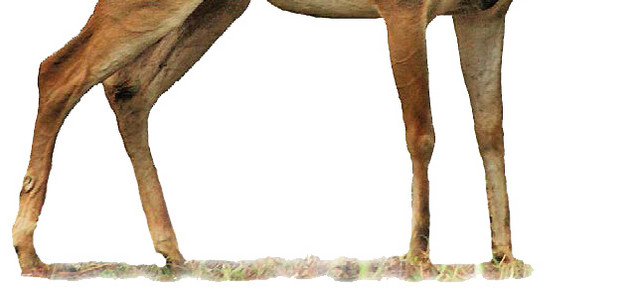 鹿