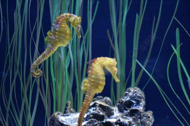 海马 水族馆 魁北克省