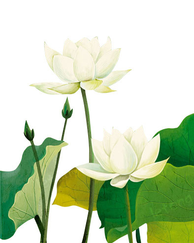 荷花素材