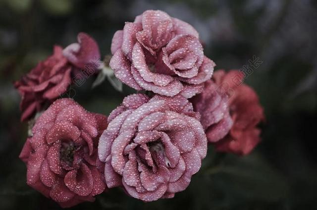 紫色植物娇艳沾水珠的鲜花鲜花雨滴植物背景图片