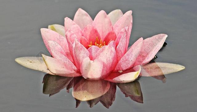 睡莲 独独黄 水生植物 镜像 鲜花 池塘 性质 盛开 花
