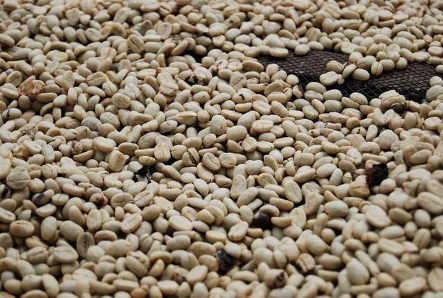 白色食物颗粒白色大小的咖啡豆饮料咖啡背景图片