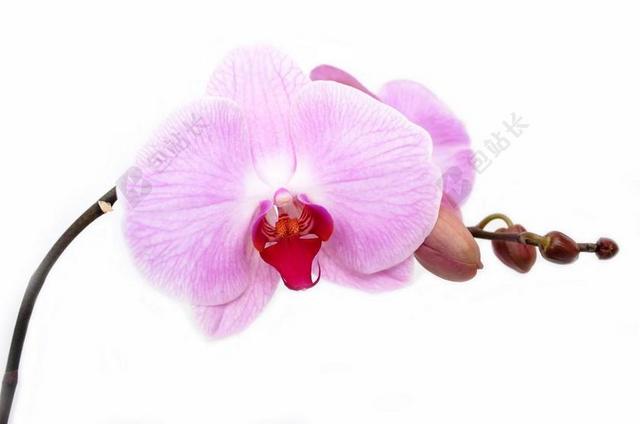 兰花 花 孤立 装修 芽 充满活力 热带 白 春 花瓣