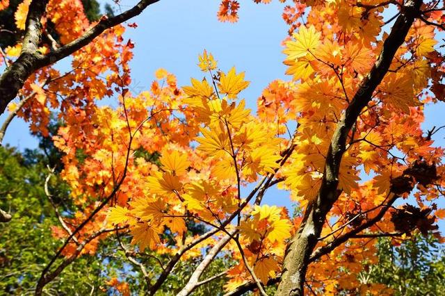 日本 秋季 秋季树叶 日本的秋天 景观 叶 自然 枫树