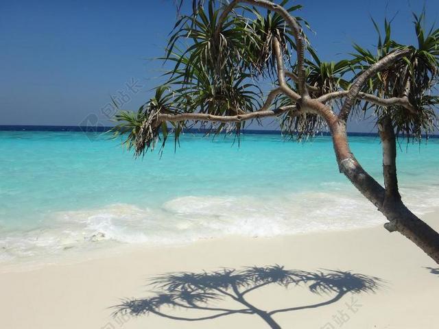 蓝白自然层次蓝天下的海边沙滩大树旅游休闲自然背景图片