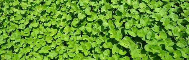 植物 草本植物 药用 印度 PENNYWORT COINWORT