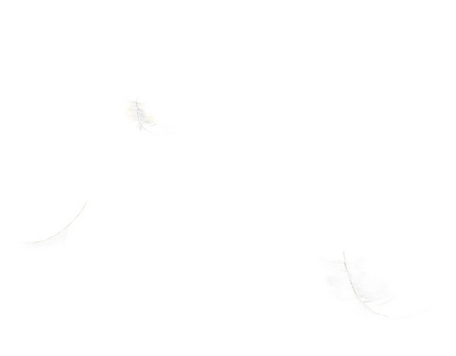 白色羽毛
