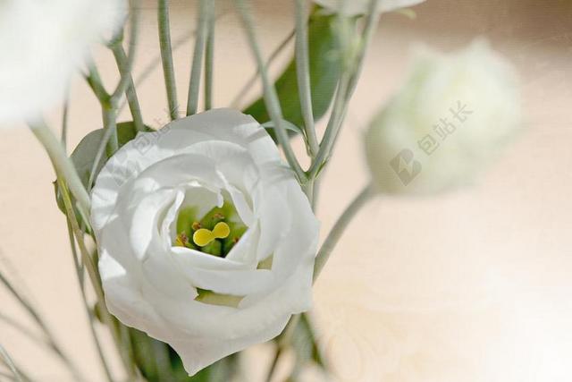 洋桔梗 花 开花 白 白花 花瓣 SCHNITTBLUME