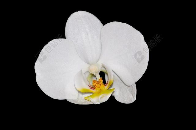 兰花 花 开花 白 美丽 招标 植物群 厂 孤立 关闭