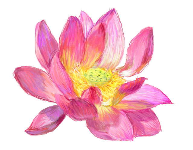 粉色莲花水墨素材