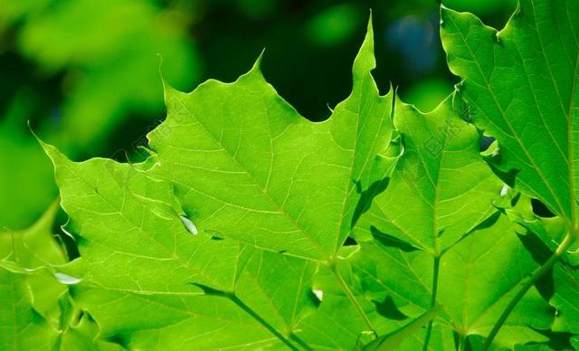 叶 树 绿色 植物 森林 叶子 自然 颜色 太阳 户外