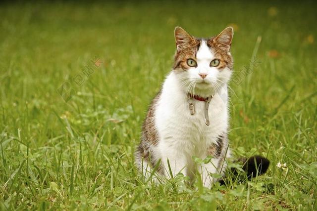 猫 动物 国内的猫 MIEZE 斑 花园 草地 猫的身体 坐