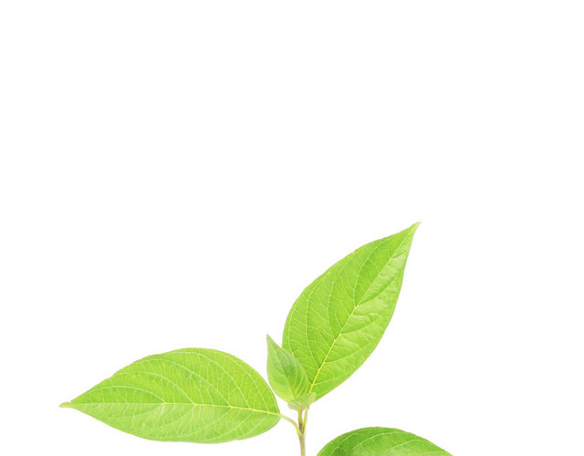 绿色公益树苗手捧
