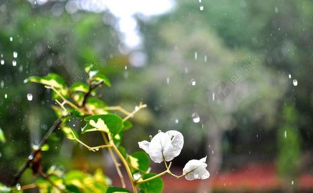 九重葛 白 鲜花 花瓣 雨 水 水滴 下降 湿 植物