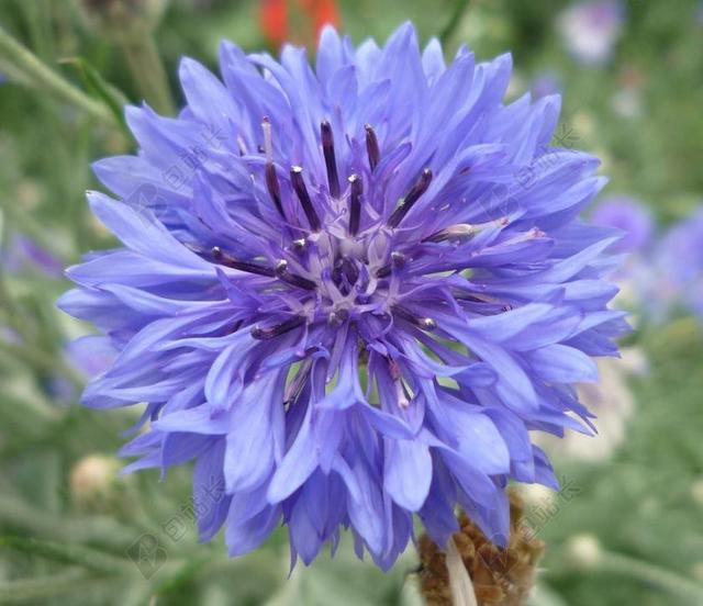 野生花卉 蓝色 矢车菊 蓝莓 花 花园