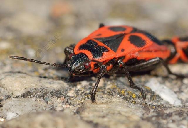 昆虫 半翅目 臭虫 PYRRHOCORIS 翅大头粪金龟